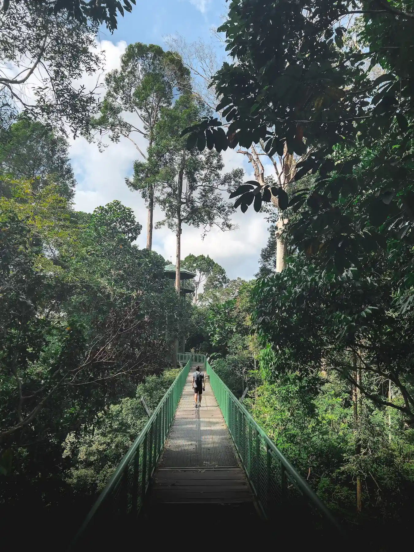 Person walking on a raised platform in the rainforest during the day