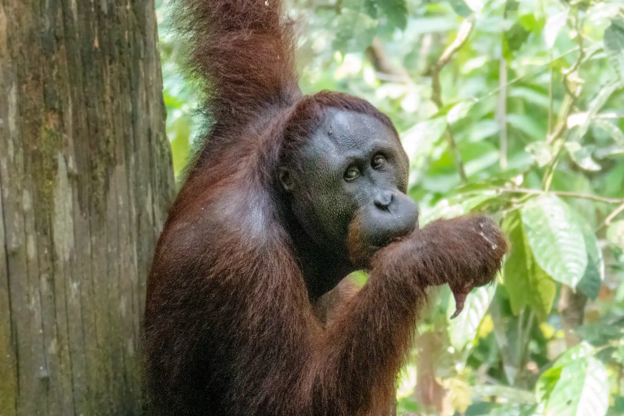 Orangutan eating something out of its hand and hanging in tree