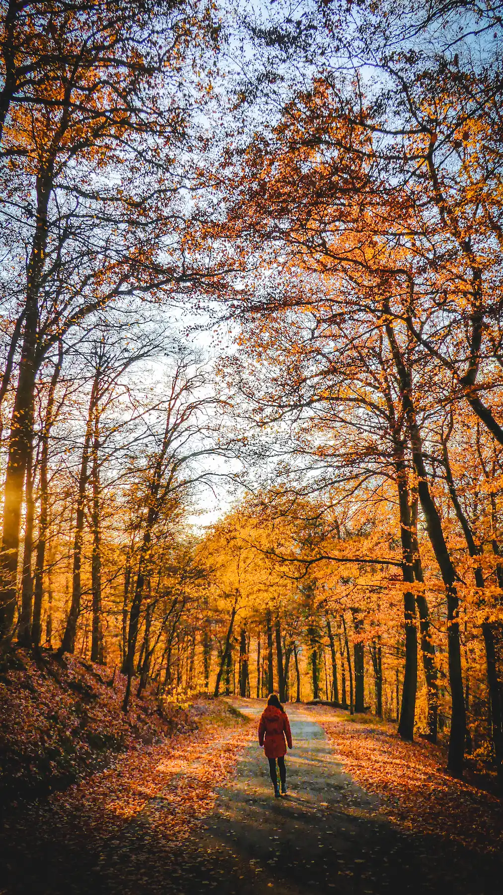 Woman walking through orange autumn forest with golden light shining through trees