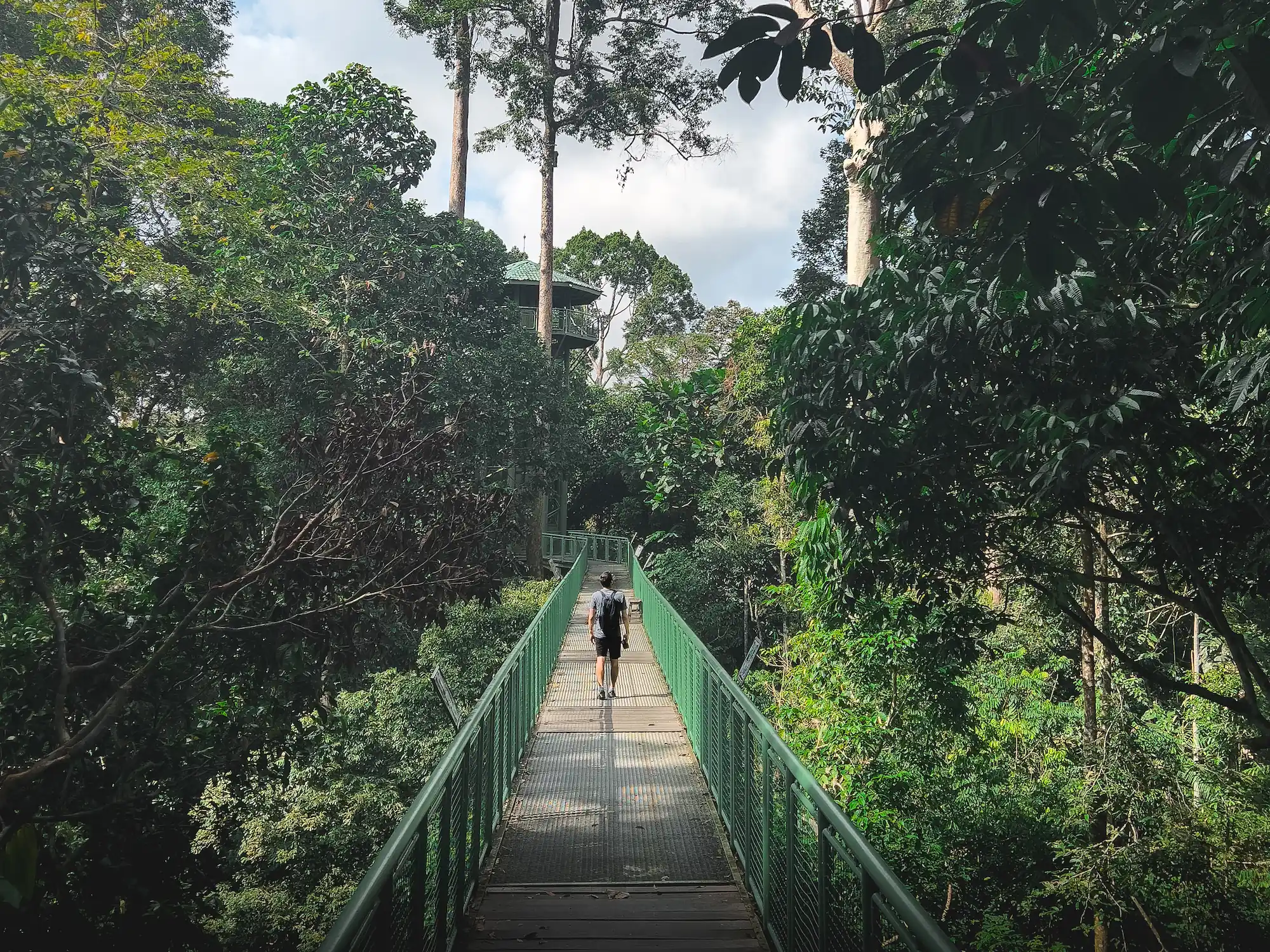 Man walking on a raised platform in the Bornean rainforest during the day