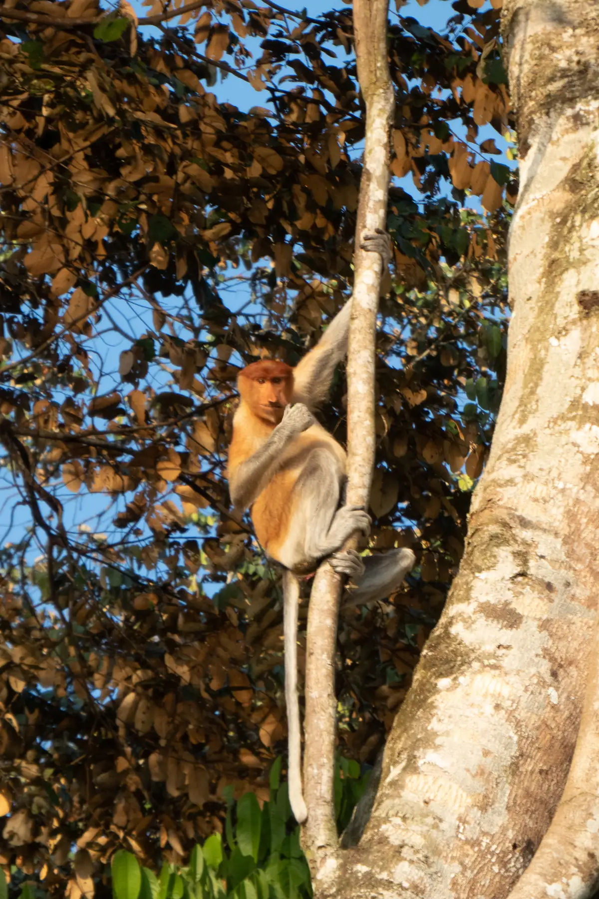 Proboscis monkey hanging from a tree