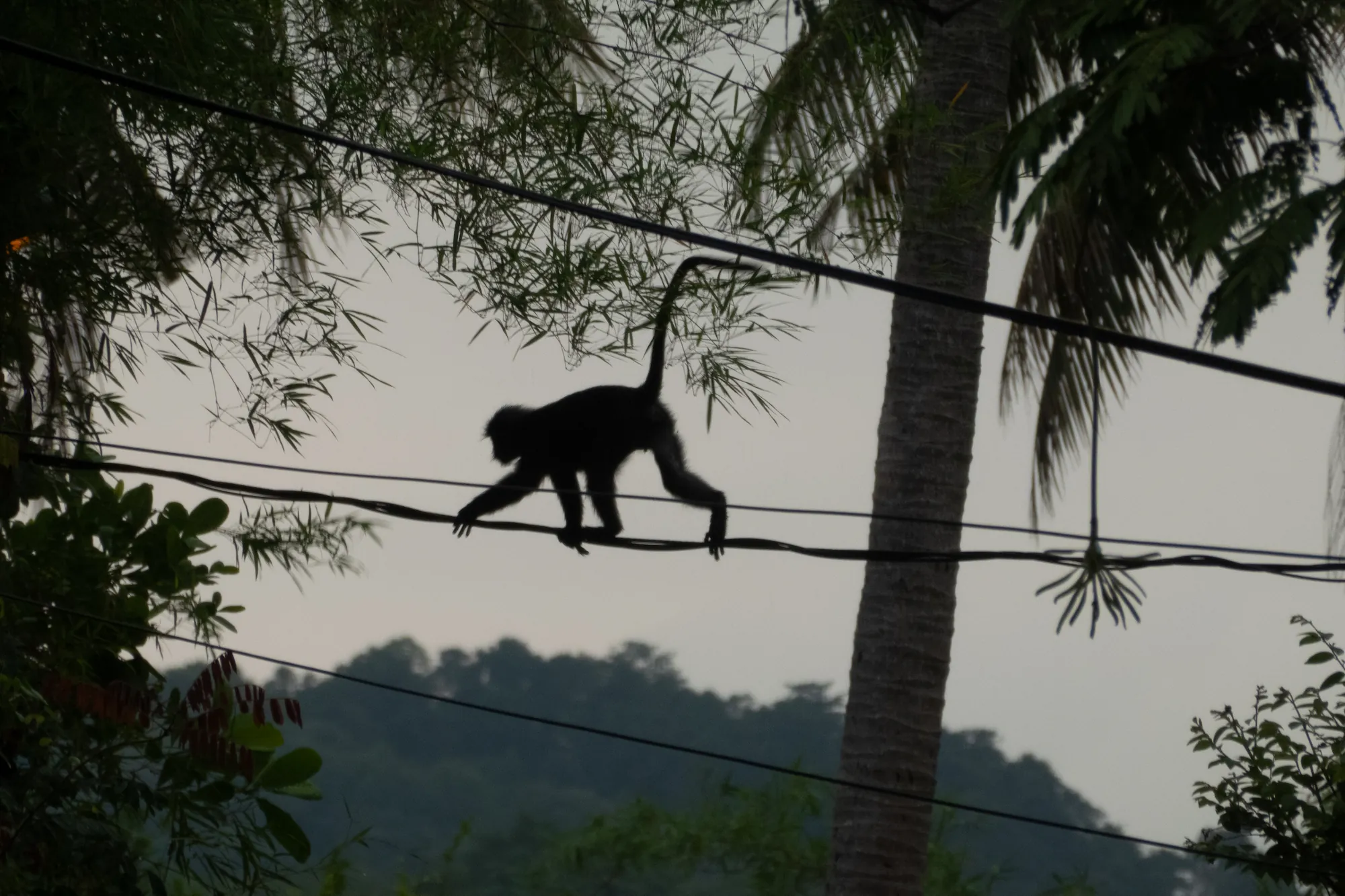 Silver Leaf Monkey walking on power line amongst palm trees