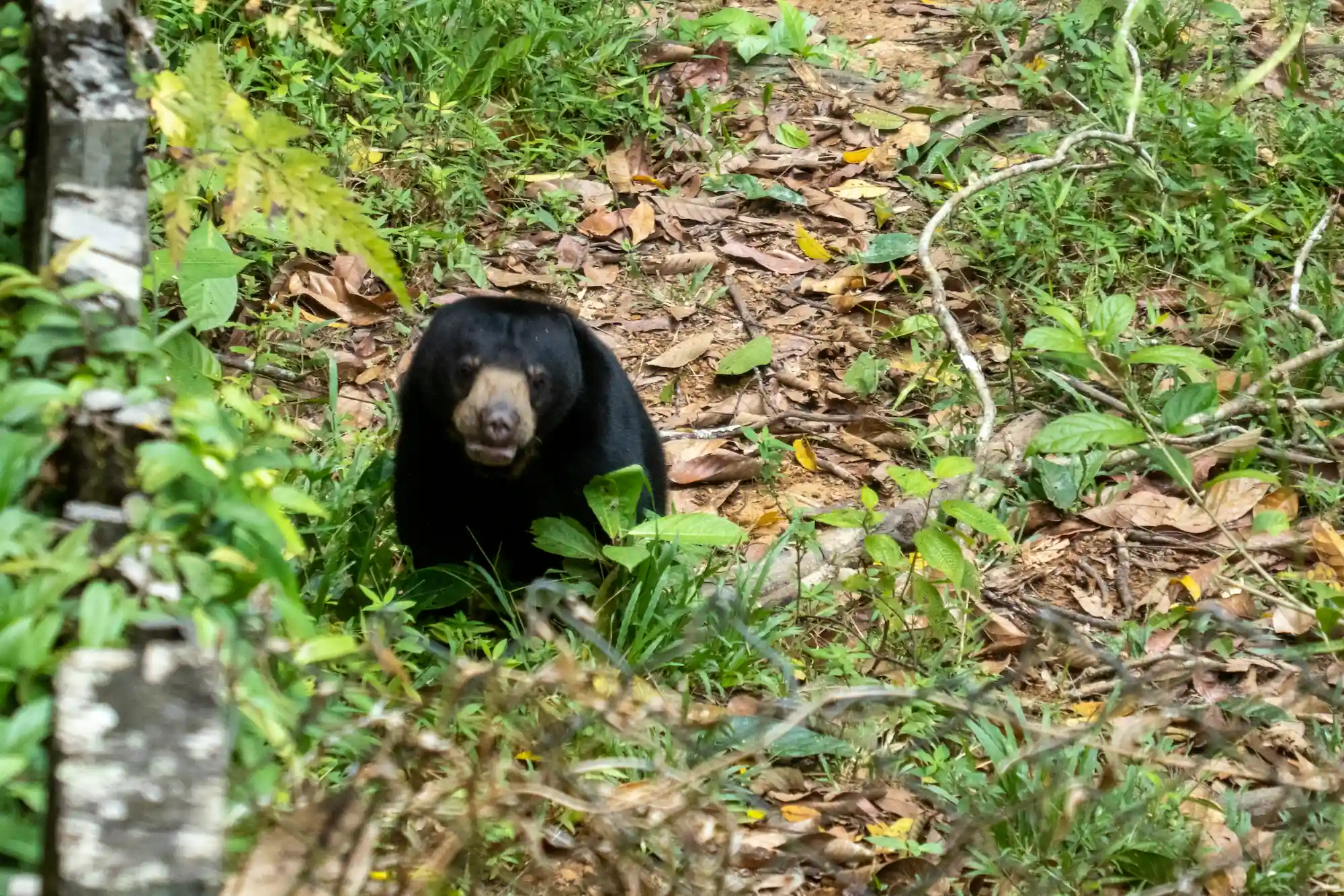 Sun Bear on the rainforest floor looking up at the camera